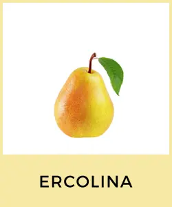 Ercolina (Variedad de Pera)