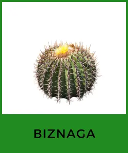 Biznaga o viznaga