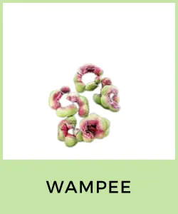 Wampee (Guamúchil)