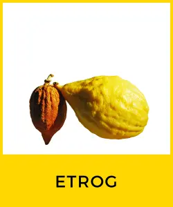 Etrog (Citrus medica)