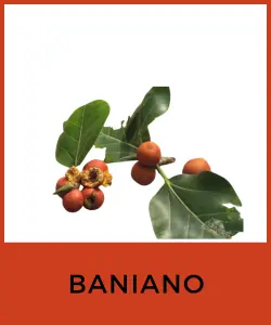 Baniano