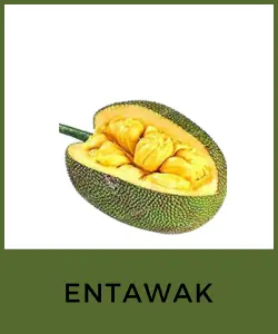 Entawak (Artocarpus anisophyllus)