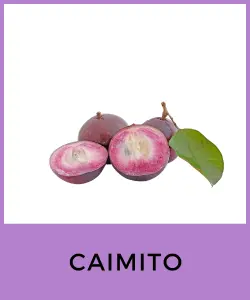 Caimito