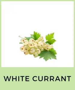 White Currant (Grosella Blanca)