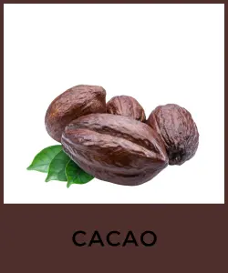 Cacao