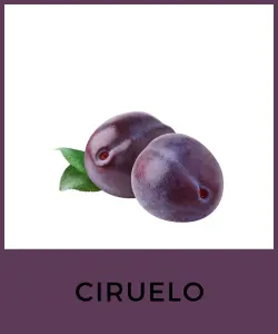 Ciruelo