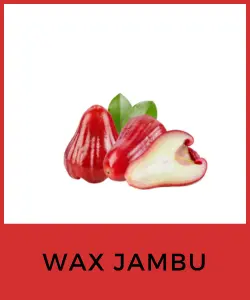 Wax Jambu (Pomarrosa)