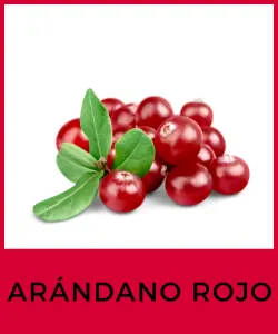 Arándano Rojo