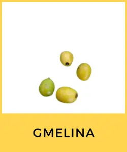 Gmelina