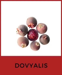 Dovyalis