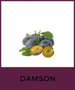 Damson