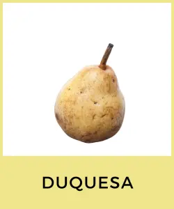 Duquesa