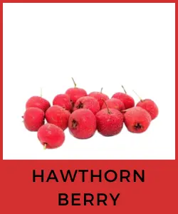 Hawthorn Berry (Espino)