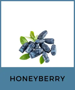 Honeyberry (Baya de miel)