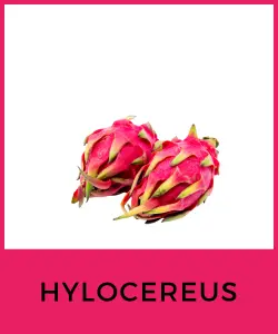 Hylocereus (Pitaya o Fruta del dragón)