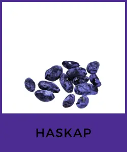 Haskap