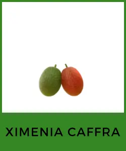 Ximenia caffra (Ximenia africana)