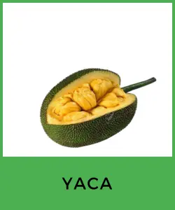 Yaca (Artocarpus heterophyllus)