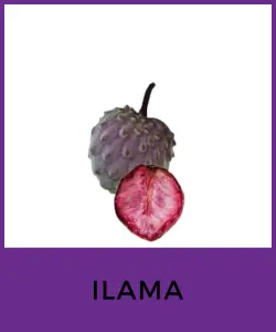 Ilama