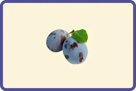 Ciruelas azules